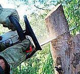 Trusted Monongah, WV Tree Care Experts