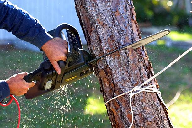How Our Tree Care Process Works  in  Monongah, WV